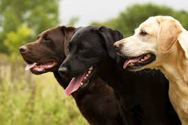 Find out all about what makes him so great. The Lovable Labrador Retriever Breed Profile Petsure