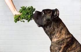So, can dogs eat parsley? Do Dogs Need Vegetables V1 Lenze Com Tr