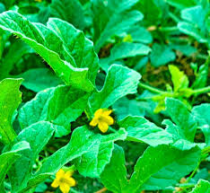 Image result for Cucumis anguria