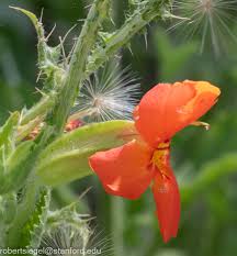 Image result for Phrymaceae