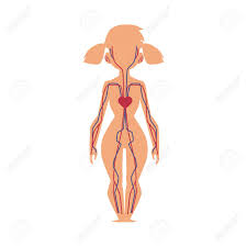 anatomy chart of human cardiovascular blood circulatory system