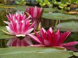 Pin On Fiori Sull Acqua Petali Di Lotus