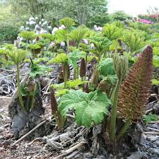 When grown in a container. Buy Chile Rhubarb Gunnera Manicata Delivery By Waitrose Garden