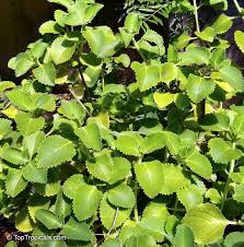 Image result for Coleus amboinicus
