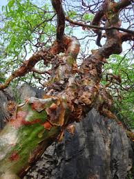 Image result for Commiphora
