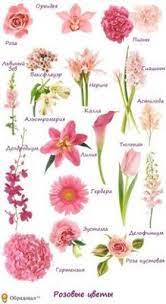 So, they make a great option if you want to send a generous looking bouquet without breaking the bank. 24 Taboos About Types Of Flowers In Bouquets You Should Ne Flickr