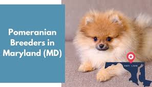 Check spelling or type a new query. 13 Pomeranian Breeders In Maryland Md Pomeranian Puppies For Sale Animalfate