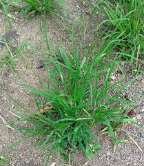 Image result for Eleusine kigeziensis