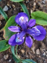 Image result for Moraea niassensis