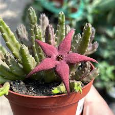 Image result for Stapelia