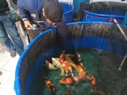 Berikut panduan nama perusahaan di indonesia. Kisah Pehobi Ikan Koi Di Kuningan Raup Untung Di Tengah Pandemi Corona Kumparan Com