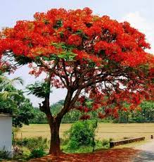 We did not find results for: 9 Best Flowering Trees In India You Can Grow India Gardening