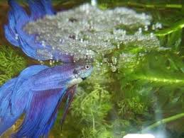 How To Deal With The Top Betta Fish Diseases