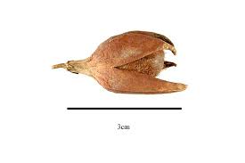 Image result for Huaceae