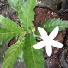 Manfaat bunga kitolod yang selanjutnya adalah dapat memerangi serangan kanker. 10 Tangkai Bunga Kitolod Segar Fresh Shopee Indonesia