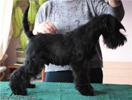 Black And White Schnauzer For Sale Black Mini Schnauzer Pup Miniature Schnauzer Black Schnauzer Black Mini Schnauzer