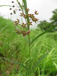 Image result for Vincetoxicum conspicuum