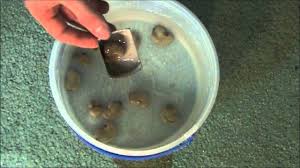 These cashew trees are used for agricultural products too. How To Grow A Cashew Tree Indoors Youtube