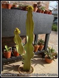 Image result for Euphorbia ingens