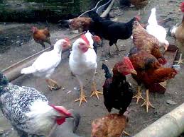 Karena permintaan akan daging ayam kampung asli semakin meningkat. Intensifikasi Ternak Ayam Buras Yang Sering Disebut Ayam Kampung Watonsinau Work
