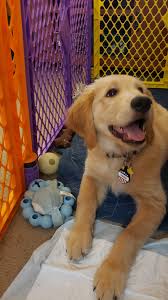 Goldens typically have litters of six to eight puppies. Meet Gordon The 10 Week Old Golden Retriever Puppy Puppysmiles