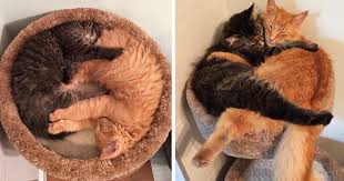 Ward, jr., dvm, shares his veterinary safety tips for cat parents to keep their kitties safe in summer. Inseparable Cats Insist On Sleeping Together Even After Outgrowing Their Bed Bored Panda
