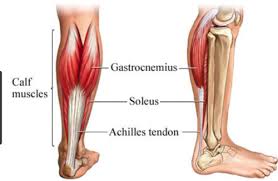 Ligaments and tendons are both made up of fibrous connective tissue, but that's about where the similarity ends. Tendons Ligaments Muscles Of Foot And Ankle Flashcards Quizlet