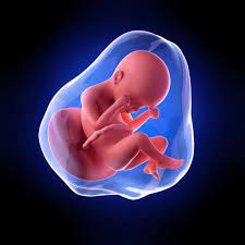 Baby & zahnen » meilensteine in der babyentwicklung: 24 Ssw Die Mutterbander Ziehen Ssw 24 Ssw Schwangerschaftswochen