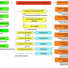 Image result for Buchnera buchneroides