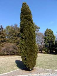The spartan juniper is a special selection of this tree which is much narrower and shorter than most wild the spartan juniper grows just 15 to 20 feet tall and hardly ever be more than 5 feet wide, so. Chinesischer Spartan Juniper Tipps Fur Wachsende Spartan Juniper Trees Haenselblatt Com