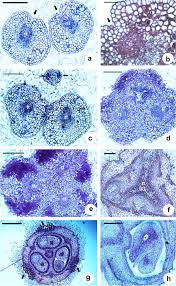Image result for Flabellariopsis acuminata