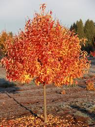 Image result for Nyssa sylvatica