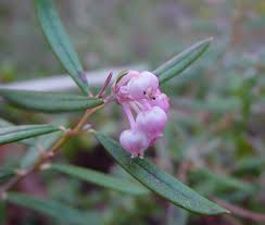 Image result for Agarista