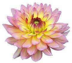 10 Dahlia Flower Hindi Name Rituals You Should Know In 2016 Dahlia Flower Hindi Name Dahlia Flower Summer Flowers To Plant Summer Bulbs