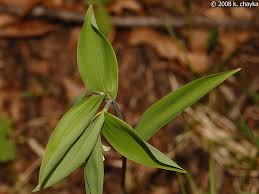 Image result for Clutia sessilifolia