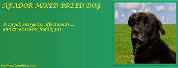 Afador dog breed is a cross between the afghan hound dog breed and the labrador retriever dog breed. Afador Nutrition Health Comfort Needs Kosiproducts