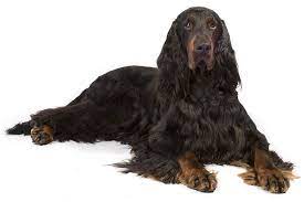 They have a lot of energy and great personality. Gordon Setter Dog Breed Information