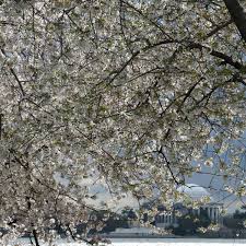 Pink flowering trees for april wedding? Early Cherry Blossoms In Washington Dc Point To Climate Crisis Trees And Forests The Guardian