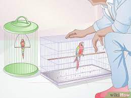 How To Care For A Bird (With Pictures) - Wikihow