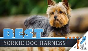 6 Best Dog Harnesses For Yorkshire Terriers In 2019