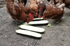 Can chickens eat squash and zucchini?