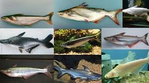 Bawang merah dan putih 2. Enam Spesies Baru Ikan Patin Bristlenose Ditemui Di America Selatan Haiwan 2021