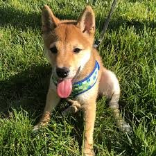 He also thinks that he is much smarter than you, and will only obey you when it suits him. Adopt A Shiba Inu Puppy Near Washington Dc Get Your Pet