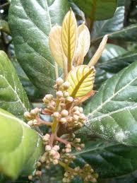 Image result for Beilschmiedia michelsonii
