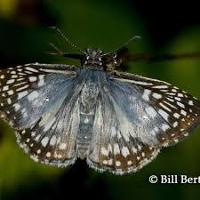 Image result for Pteris buchananii