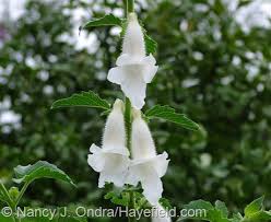 Image result for Ceratotheca triloba