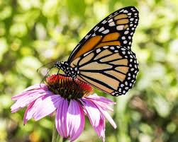 5.3 avoid excessive uv exposure. Watershed Butterfly Festival Thewatershed Org