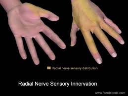 Decreased sensation over a patient's thenar eminence is an indication of a medial nerve injury that is proximal to the carpal tunnel. Hand Anatomy