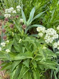Image result for Parthenium