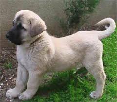 Find kangal in dogs & puppies for rehoming | 🐶 find dogs and puppies locally for sale or adoption in canada : Kangal Dog Anatolian Shepherd Kangal Dog Anatolian Shepherd Puppies Livestock Guardian Dog